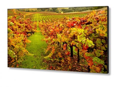 ЖК панель 55" MultiSync X554UNS, black/black